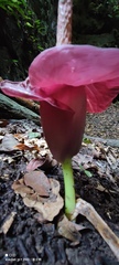 Amorphophallus henryi