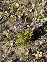 Scaevola glandulifera