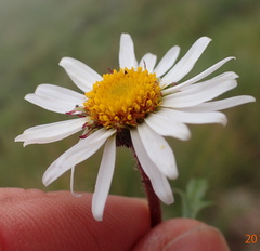 Afroaster erucifolius
