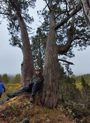 Athrotaxis cupressoides