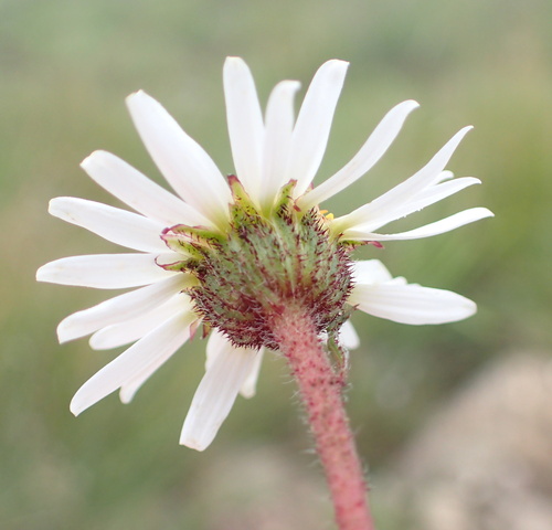 Afroaster erucifolius, photograph 5