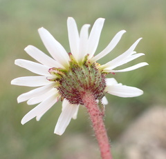 Afroaster erucifolius