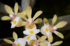 Gastrochilus acinacifolius