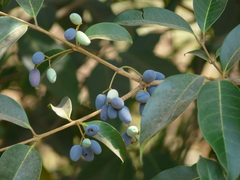 Olea dioica