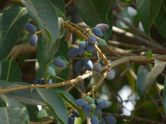 Olea dioica