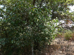 Olea dioica