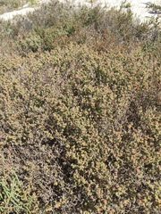 Drosanthemum salicola