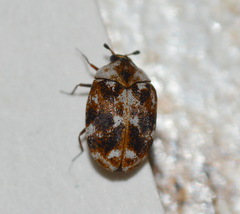 Anthrenus picturatus