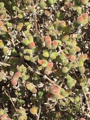Drosanthemum salicola