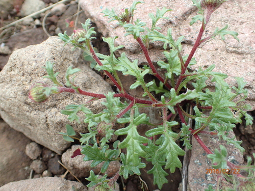 Afroaster erucifolius, photograph 6