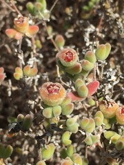 Drosanthemum salicola