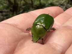 Anoplognathus punctulatus