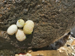 Nerita plicata