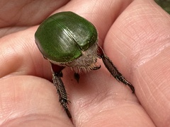 Anoplognathus punctulatus