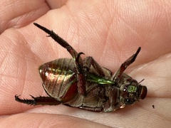 Anoplognathus punctulatus