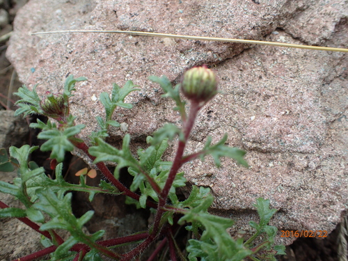 Afroaster erucifolius, photograph 4