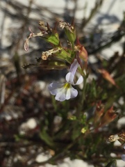 Lobelia comosa