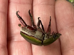 Anoplognathus punctulatus