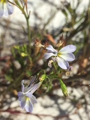 Lobelia comosa