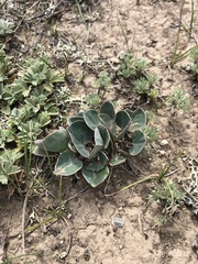 Gueldenstaedtia monophylla