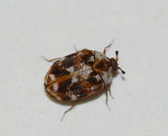 Anthrenus picturatus