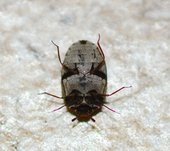 Anthrenus picturatus