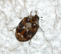 Anthrenus picturatus