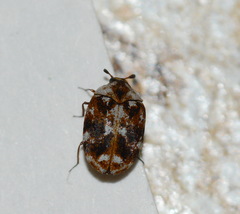 Anthrenus picturatus
