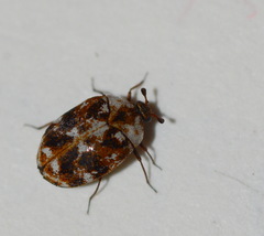 Anthrenus picturatus