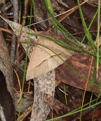Epidesmia hypenaria