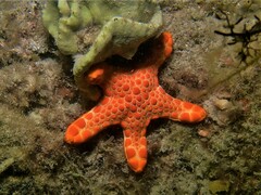 Pentagonaster duebeni