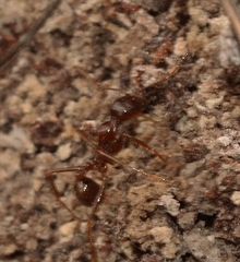Aphaenogaster longiceps