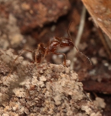 Aphaenogaster longiceps