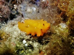 Doriopsilla carneola