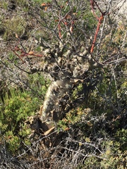 Tylecodon paniculatus