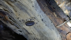Oniscidea