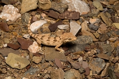 Trachydactylus hajarensis