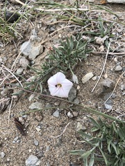 Convolvulus ammannii
