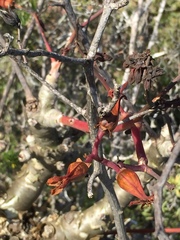 Tylecodon paniculatus