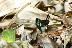 Papilio phorcas