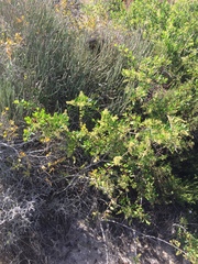 Searsia laevigata
