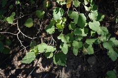 Physocarpus malvaceus