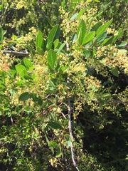 Searsia laevigata