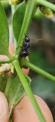 Polyrhachis viscosa