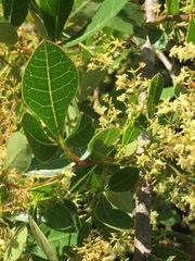 Searsia laevigata
