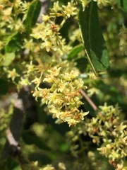Searsia laevigata