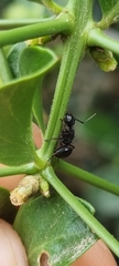 Polyrhachis viscosa