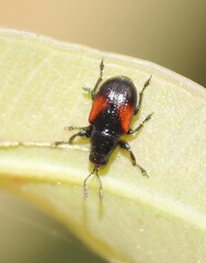 Attelabidae