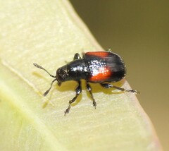 Attelabidae