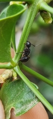Polyrhachis viscosa